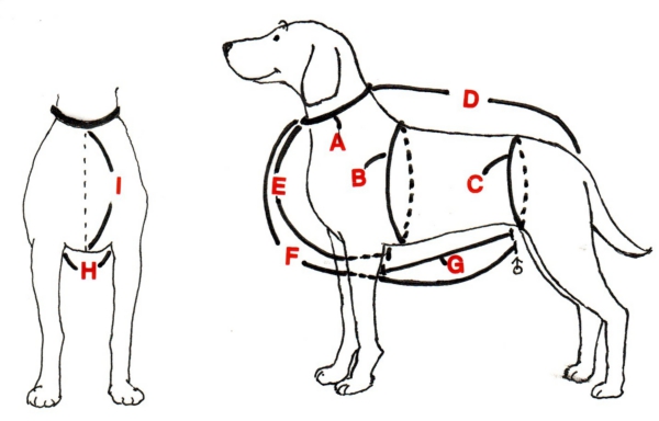 犬のサイズ図１.jpg
